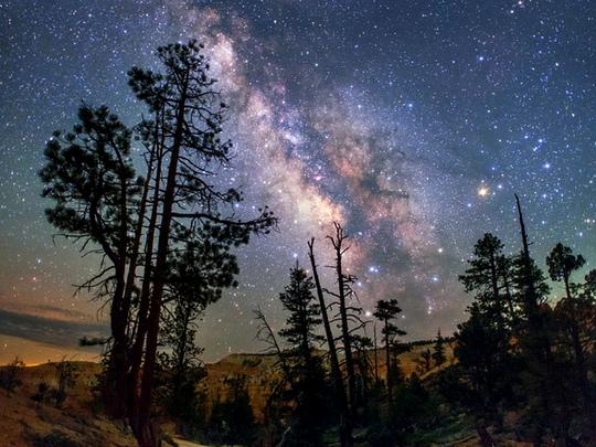 The Milky Trail 