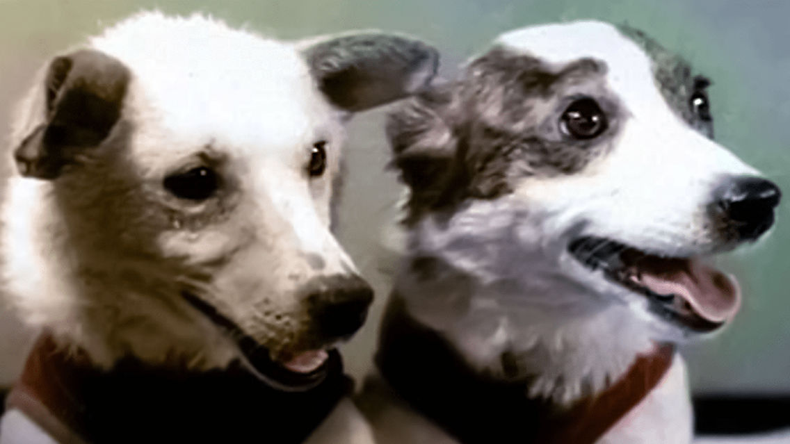 The 60th Anniversary of Belka and Strelka’s Flight | Star Walk