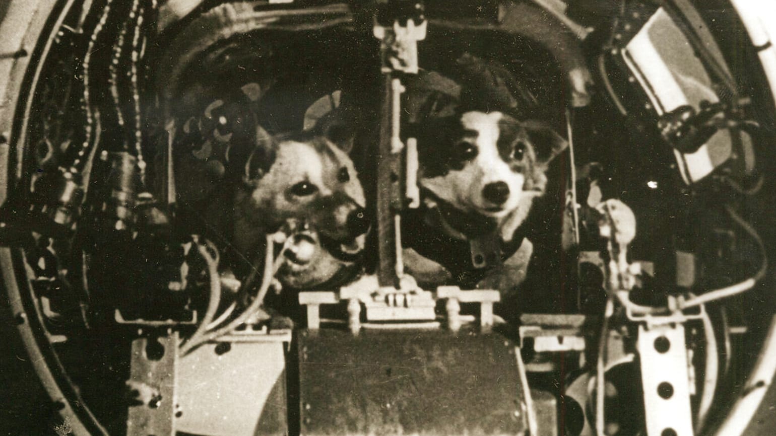 Curated visual reference: Visual Reference: Belka E Strelka Cães Do Espaço Primeiros Animais No Espaço