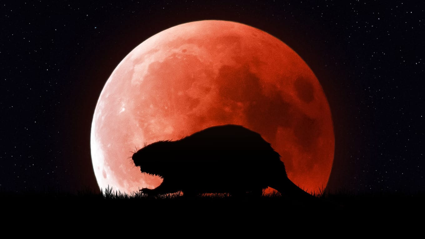 November Full Moon Beaver Blood Moon 2022 Red Moon November 2022
