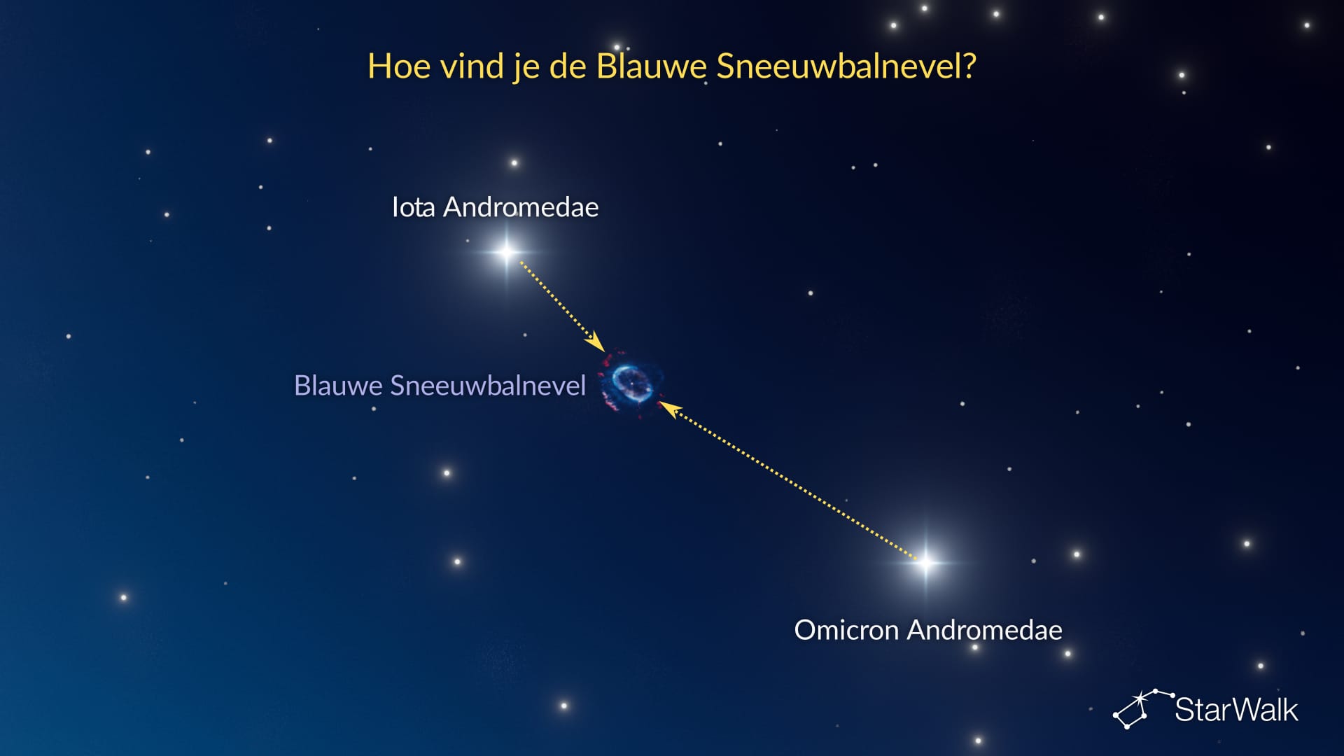Blauwe Sneeuwbalnevel – Zo vind je hem