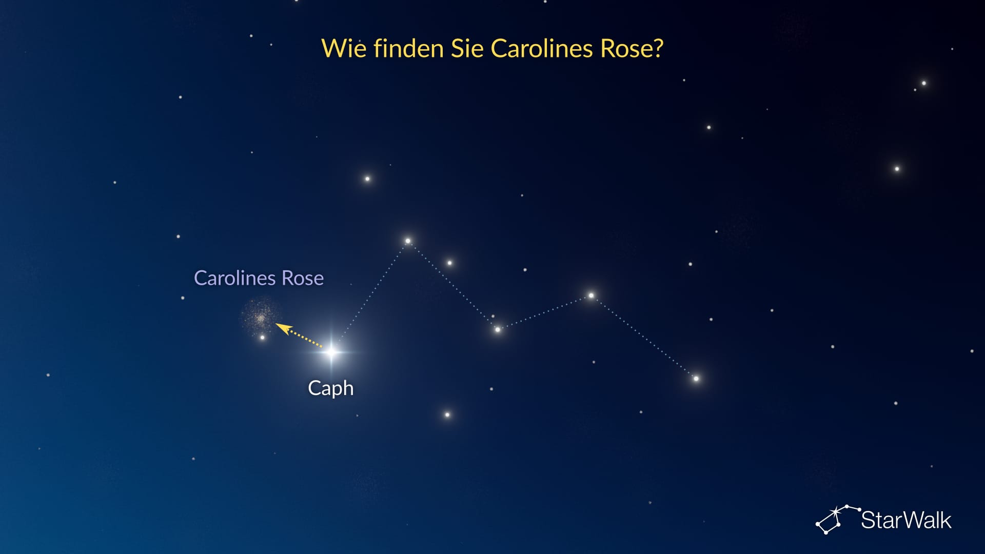 Carolines Rose – So finden Sie sie