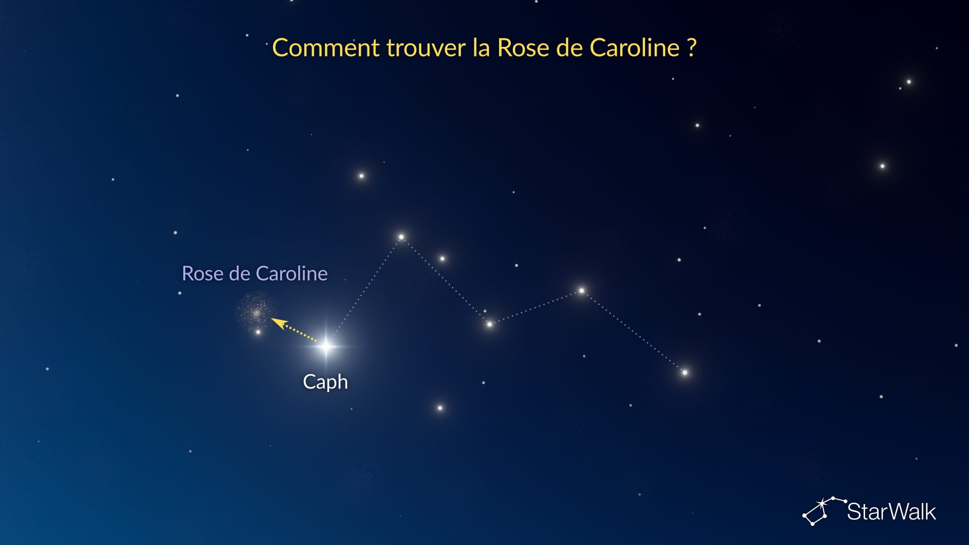 Rose de Caroline – Comment la trouver