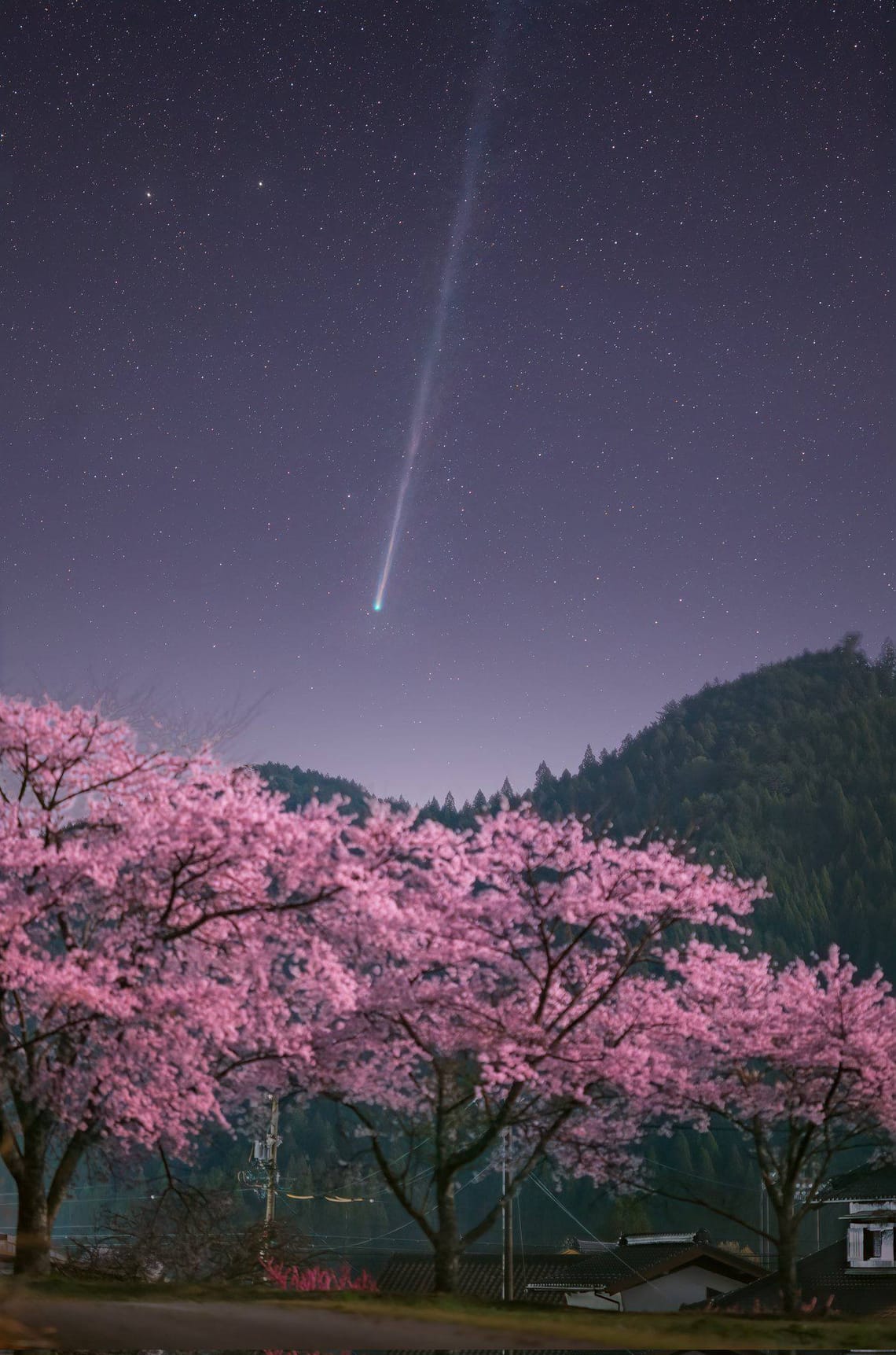 Komet C/2025 R3 (PanSTARRS) trifft auf die Kirschblütenzeit