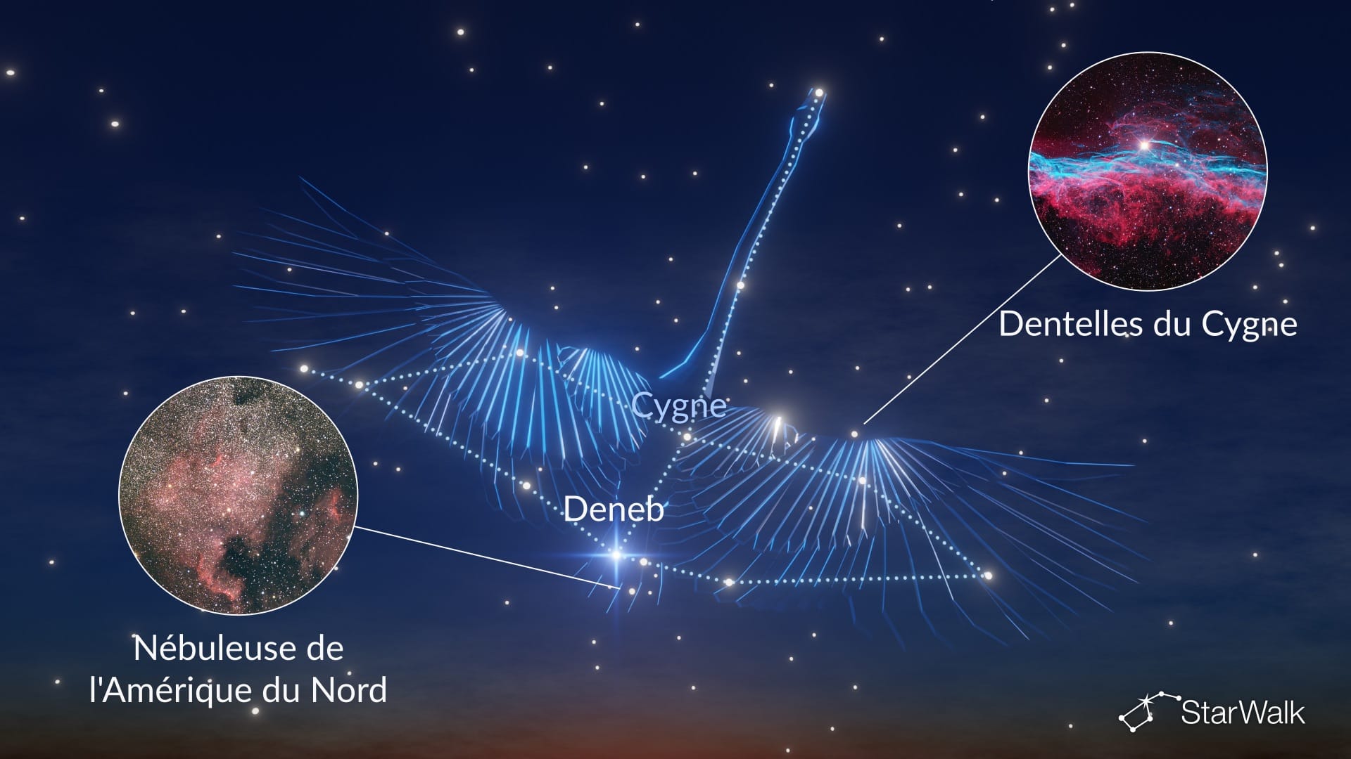 Constellation du Cygne