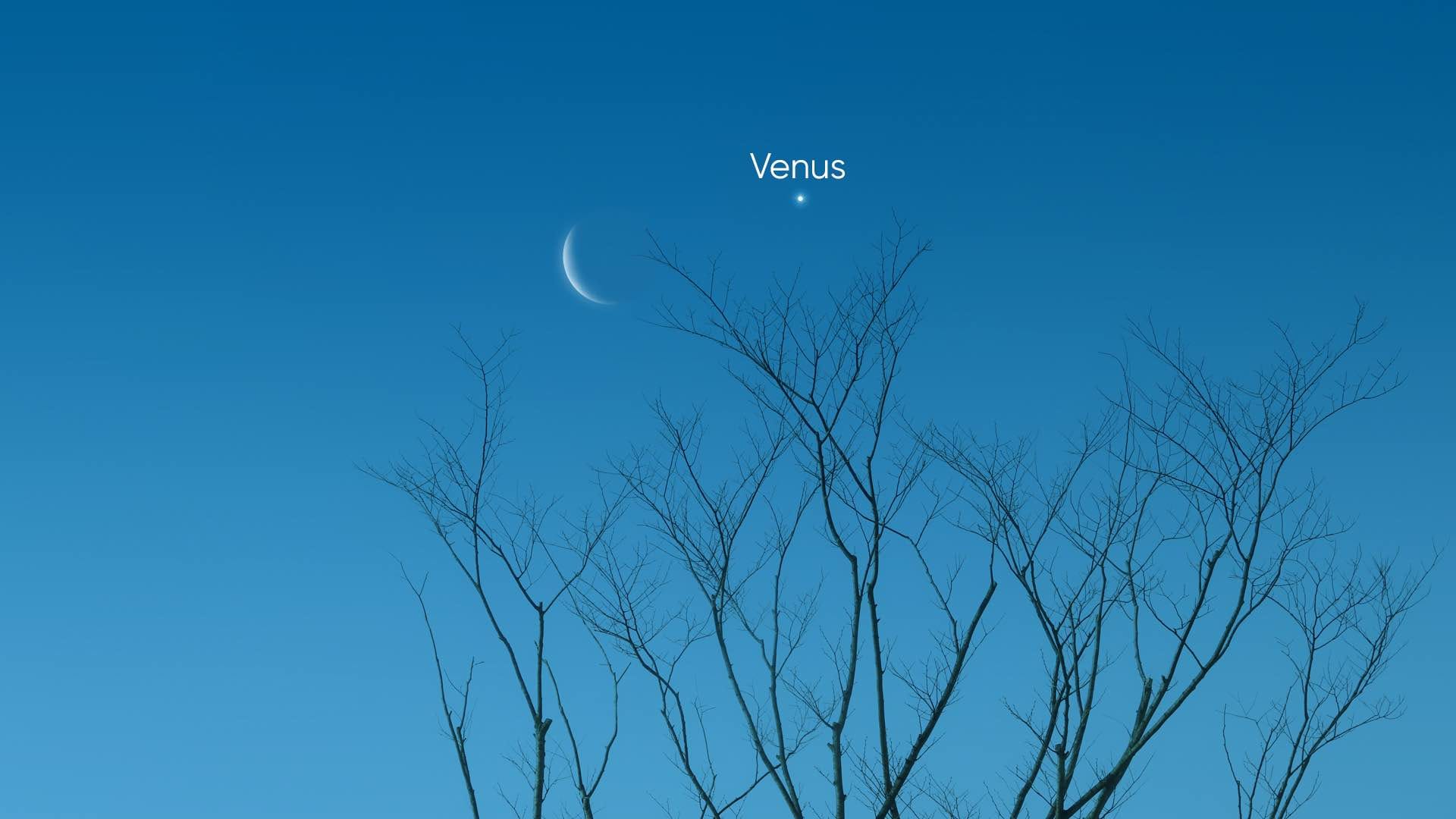 Daytime Venus