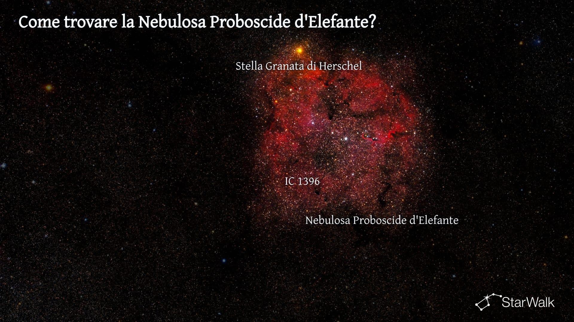 Nebulosa Proboscide d’Elefante — Come trovarla