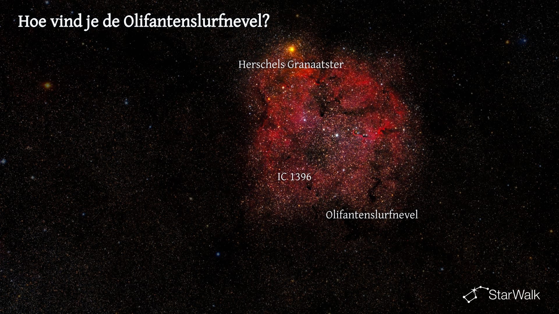 Olifantenslurfnevel — Zo vind je hem