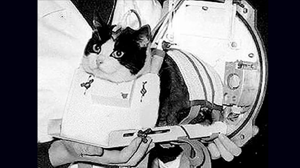 what cat did they send to space