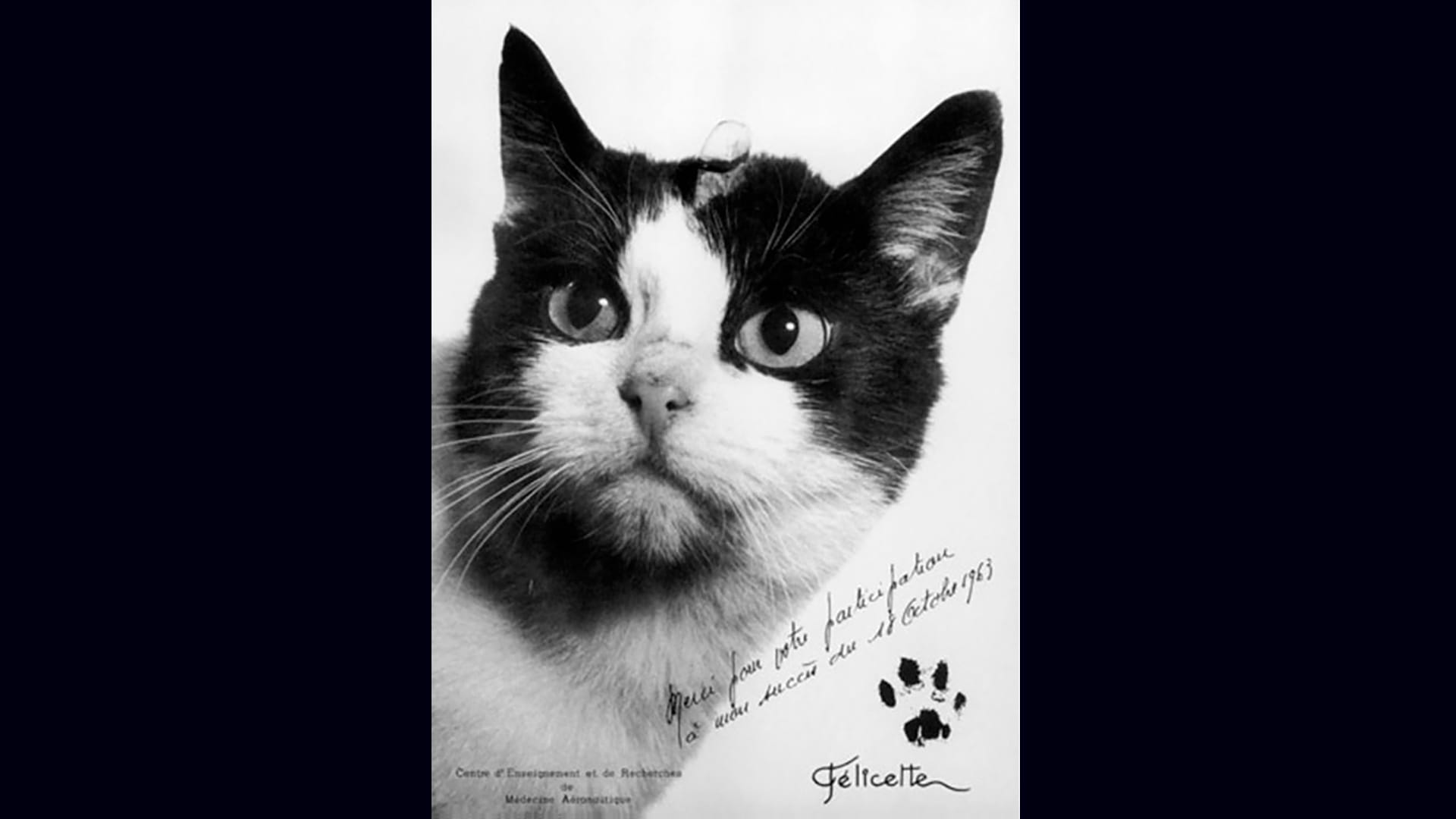 Félicette the French space cat, the world's only feline astronaut