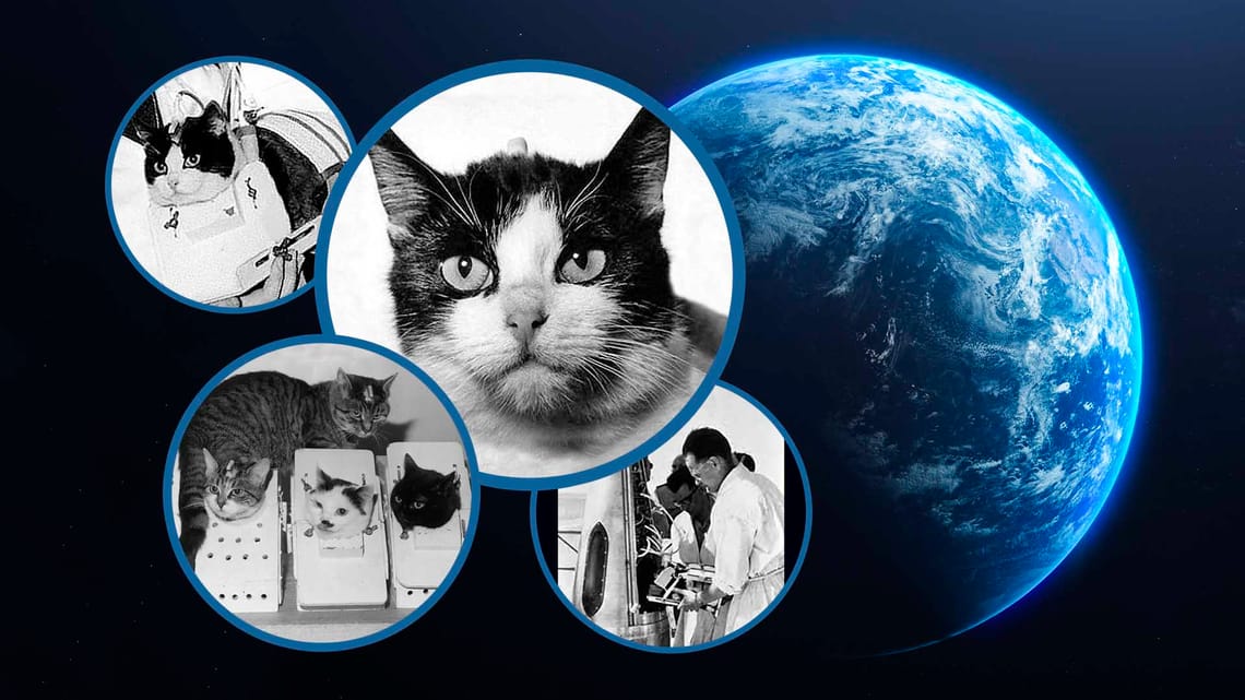 Кошка космонавт | Кошки в космосе | Какое животное запустили в космос  французы | Star Walk