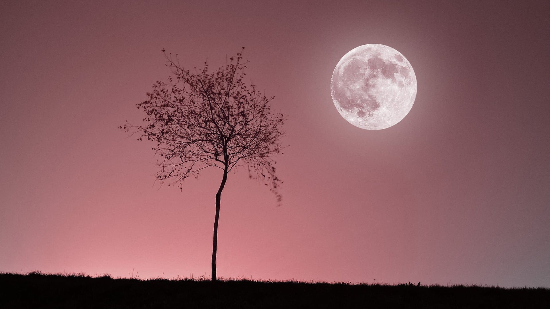 2022年4月的滿月：粉紅月亮