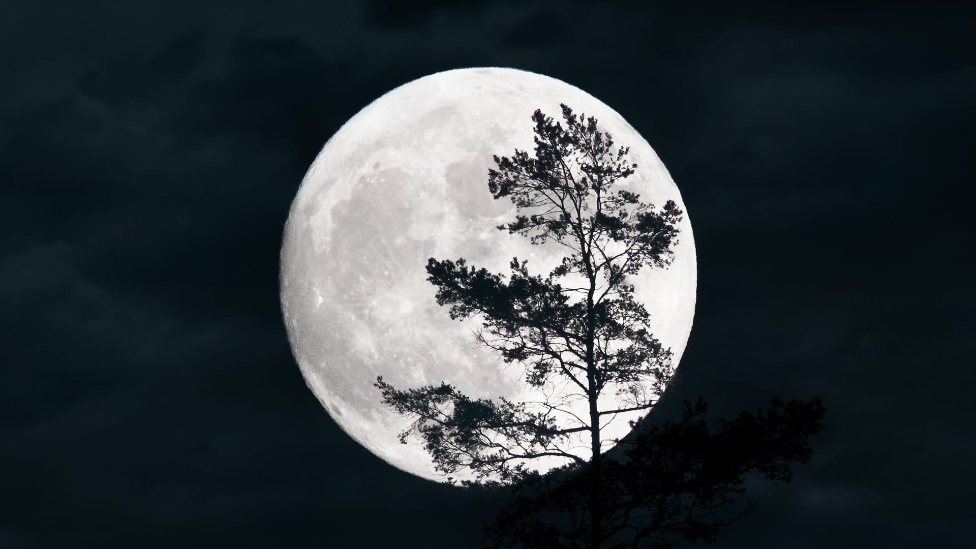 Full Moon with black tree