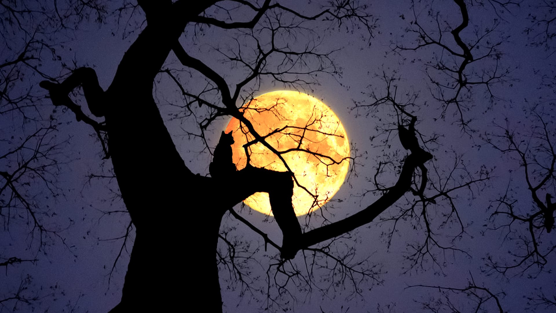 Halloween Moon