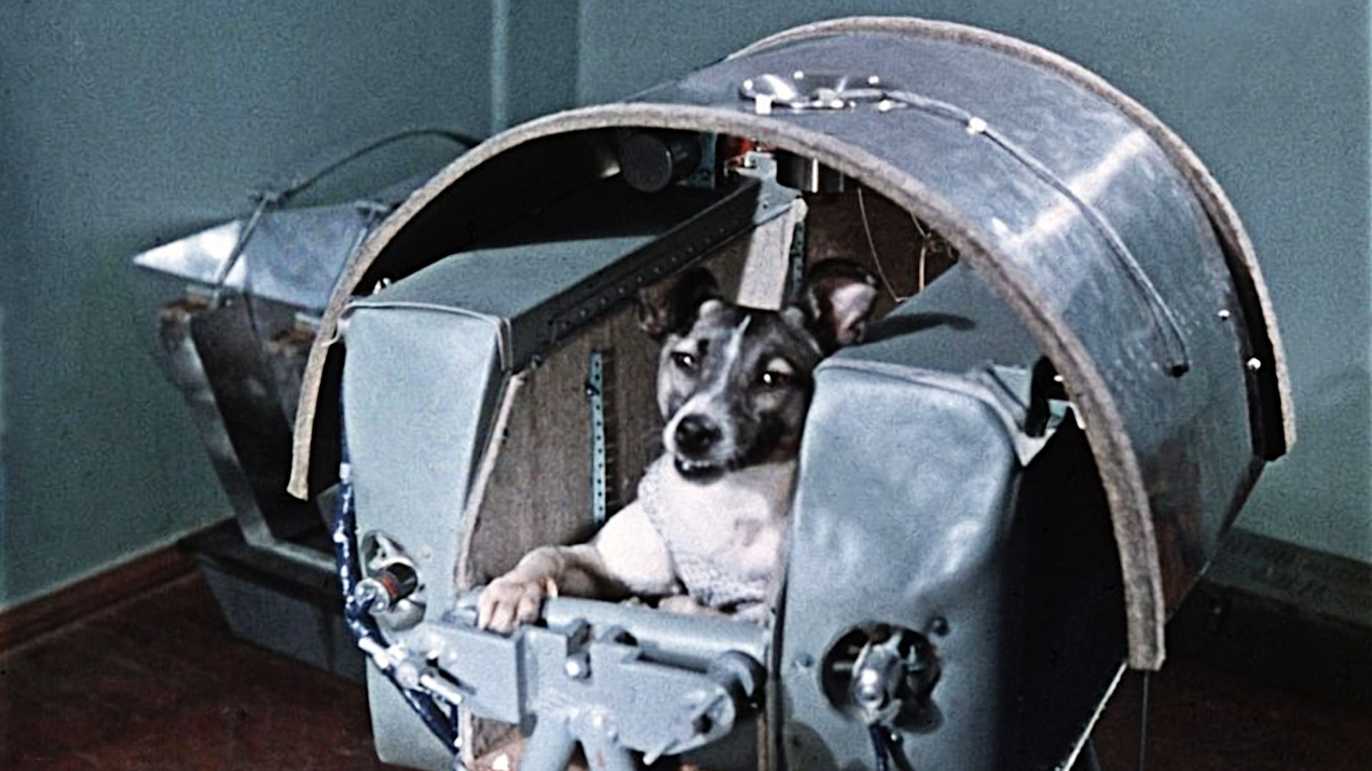 Laika – Prima cagna a orbitare la Terra