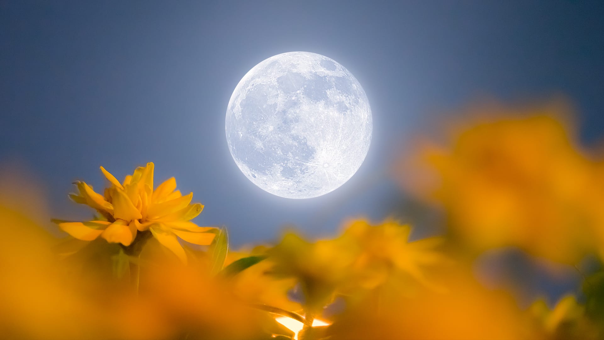 May Flower Moon