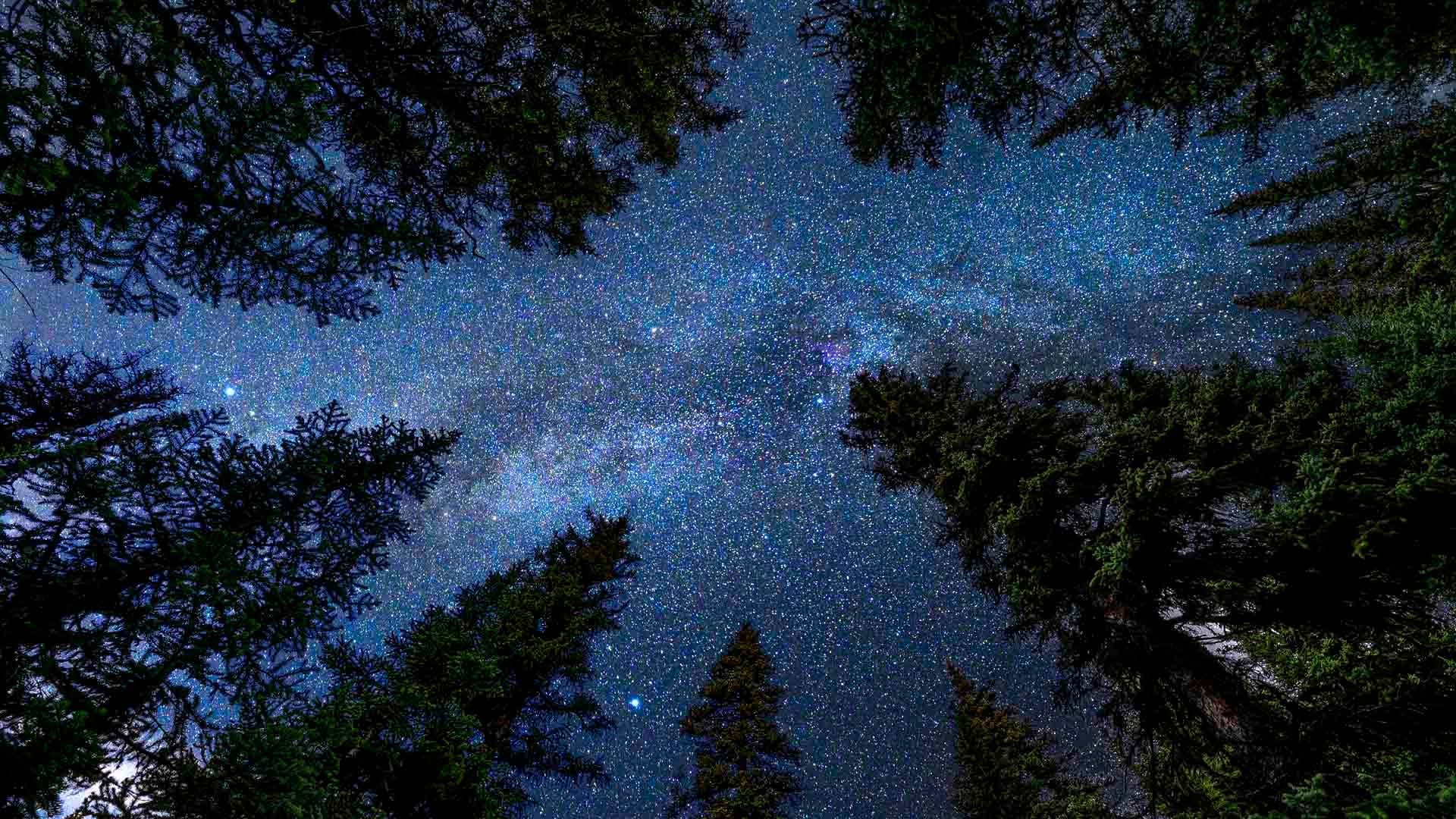 Milky Way and Trees