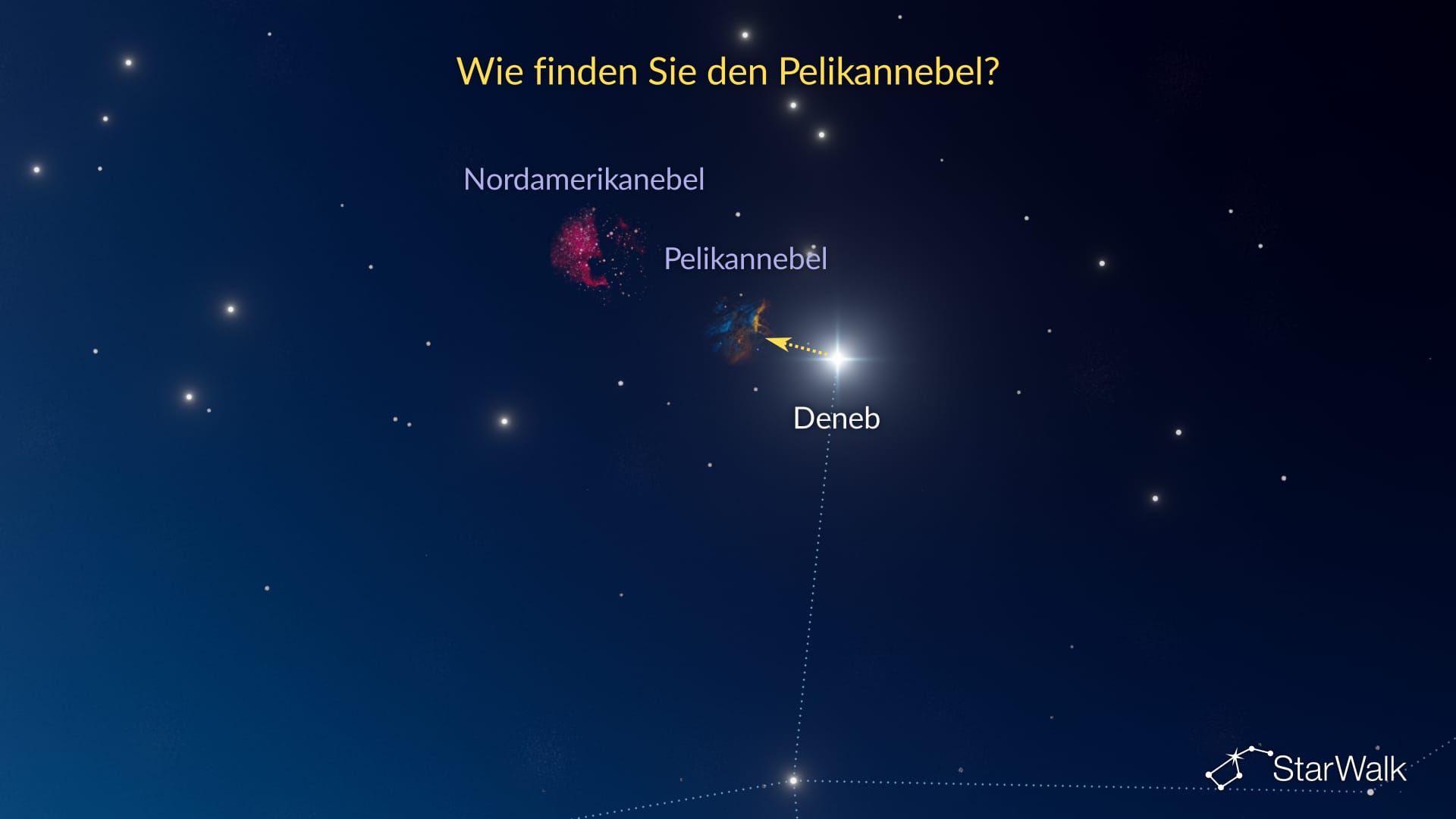 Pelikannebel – So finden Sie ihn