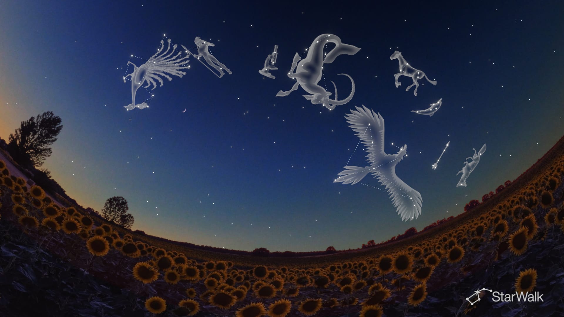 9月夜空:南半球星座