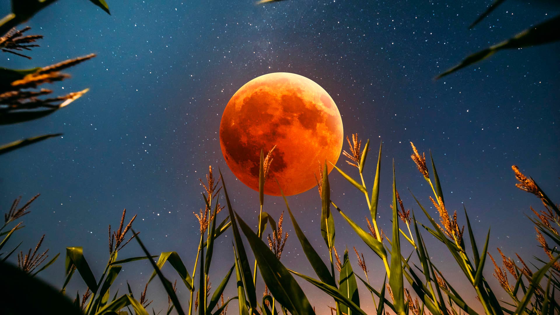 September Corn Blood Moon 2025