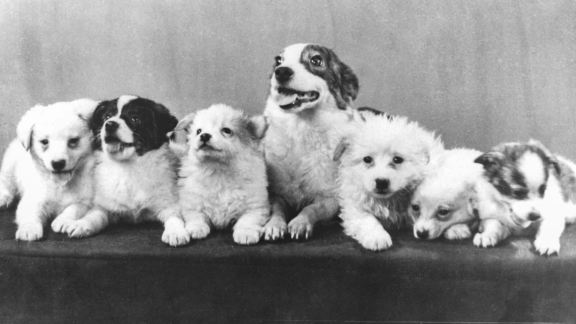 Strelka e i suoi cuccioli (Pushinka)