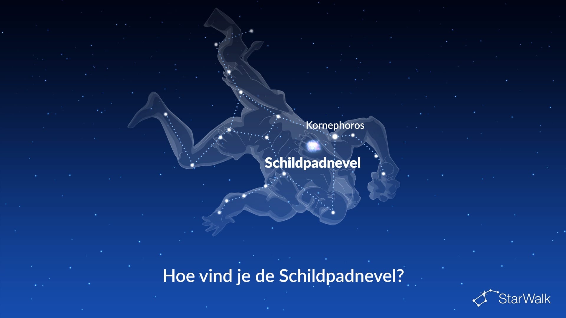 Schildpadnevel — zo vind je hem