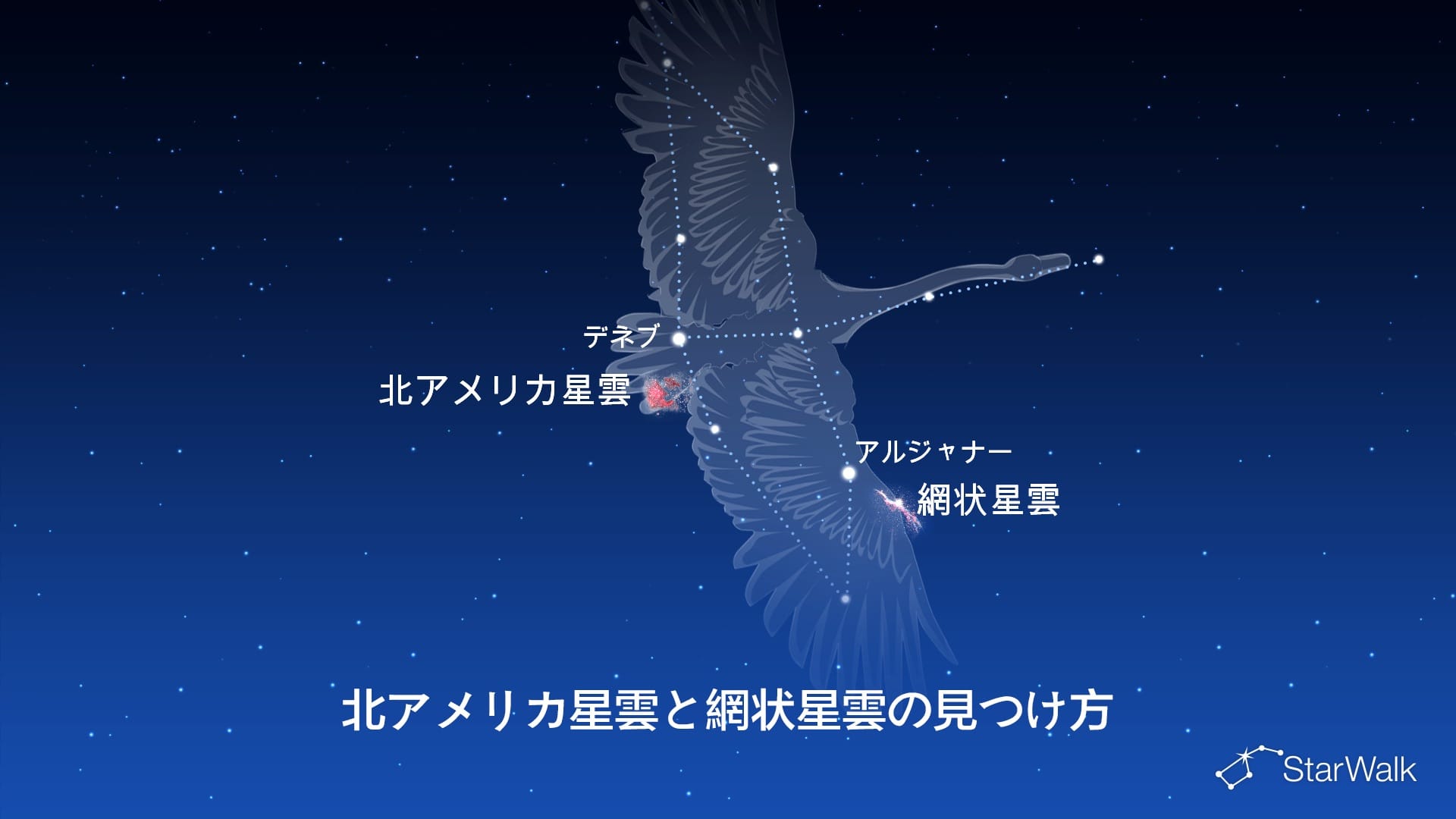 北アメリカ星雲と網状星雲の見つけ方