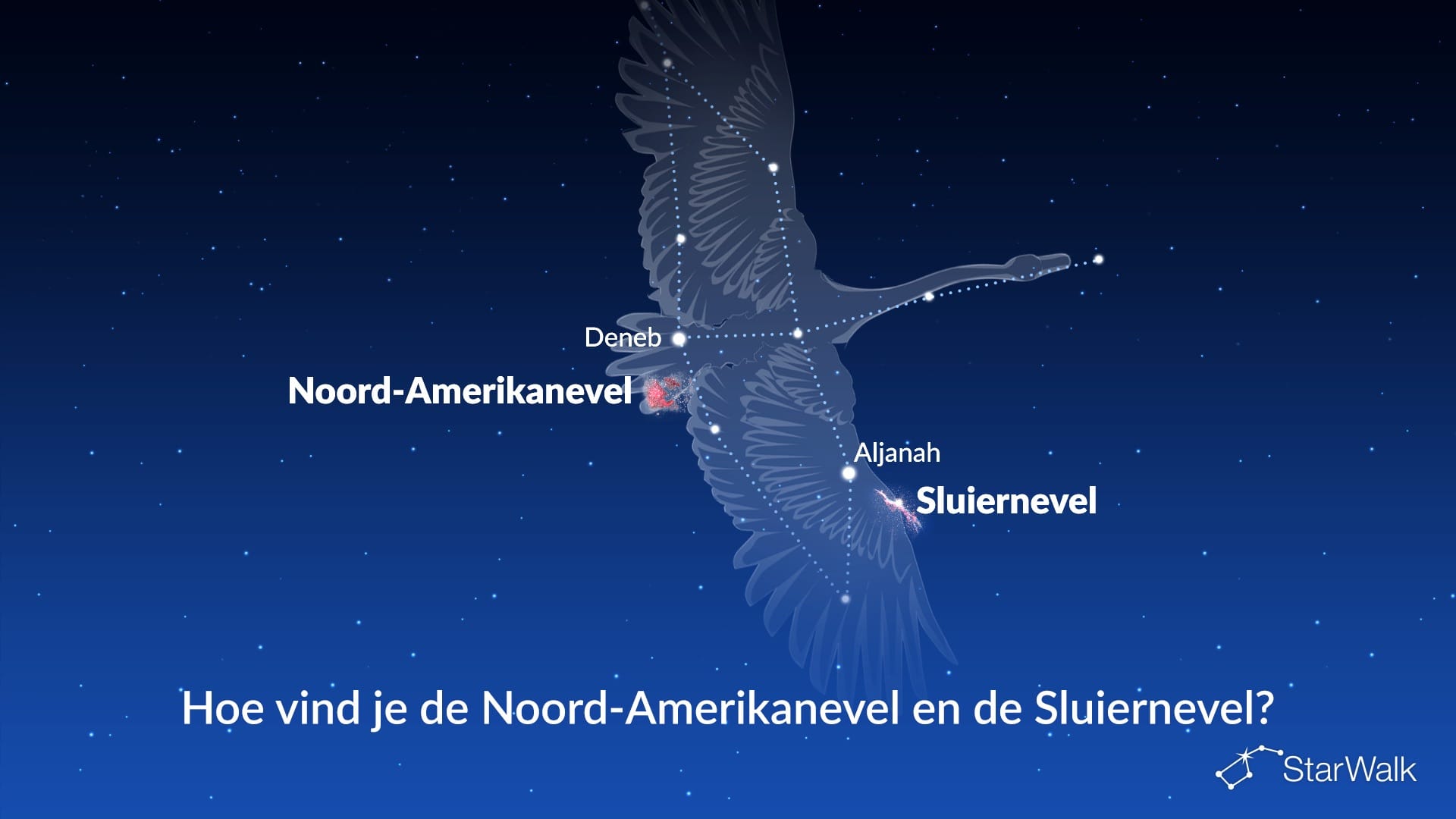 Noord-Amerikanevel en Sluiernevel — zo vind je ze