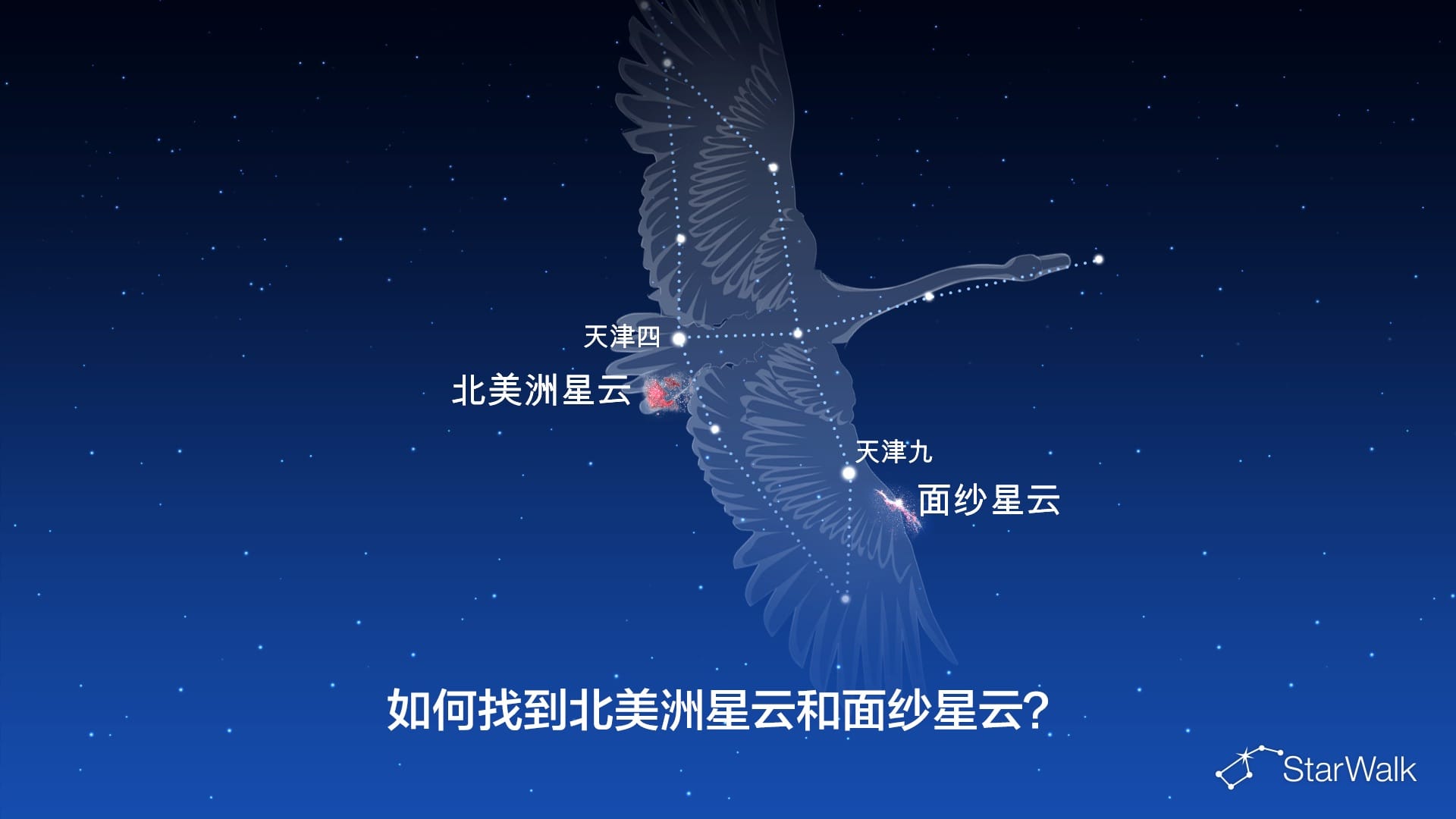 北美洲星云和面纱星云——如何寻找