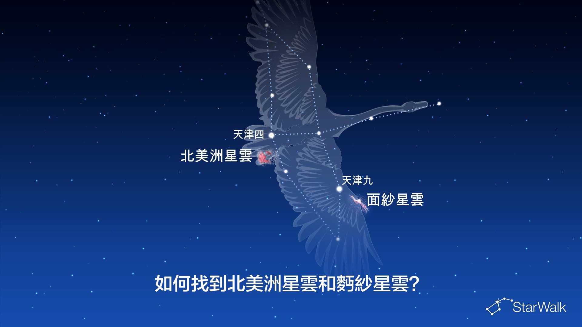 北美洲星雲和麪紗星雲——如何尋找