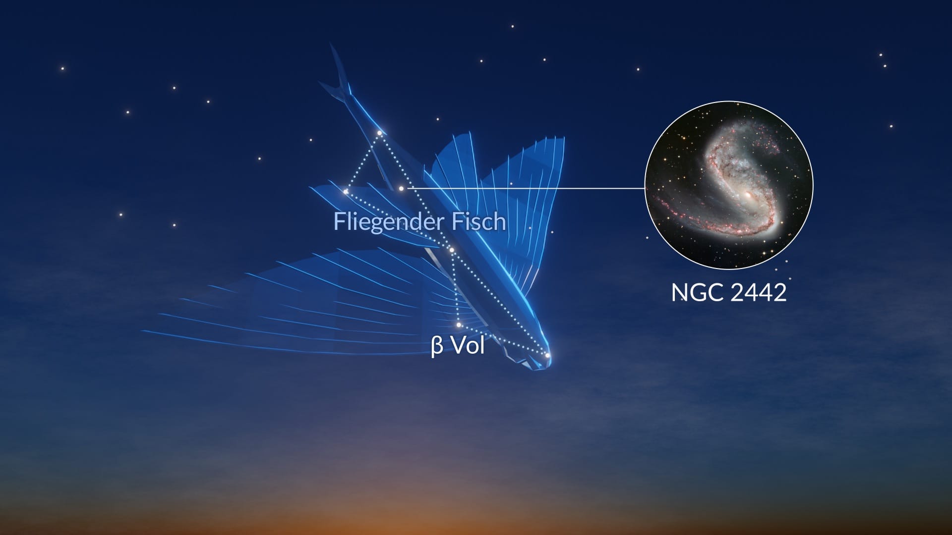 Constellation Volans