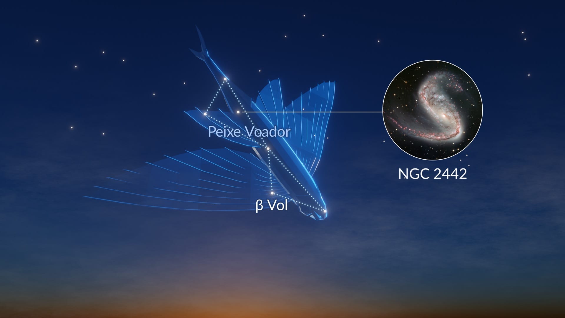 Constellation Volans