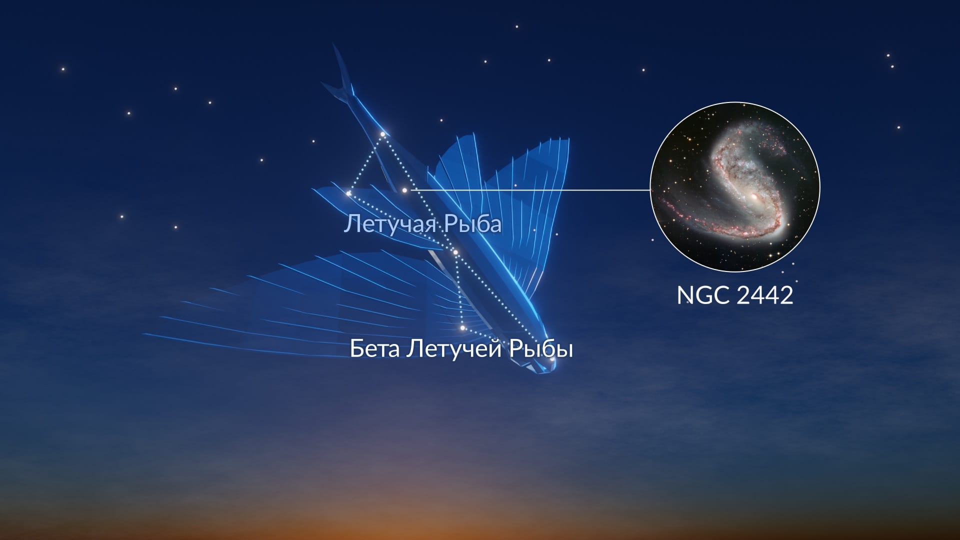 Constellation Volans